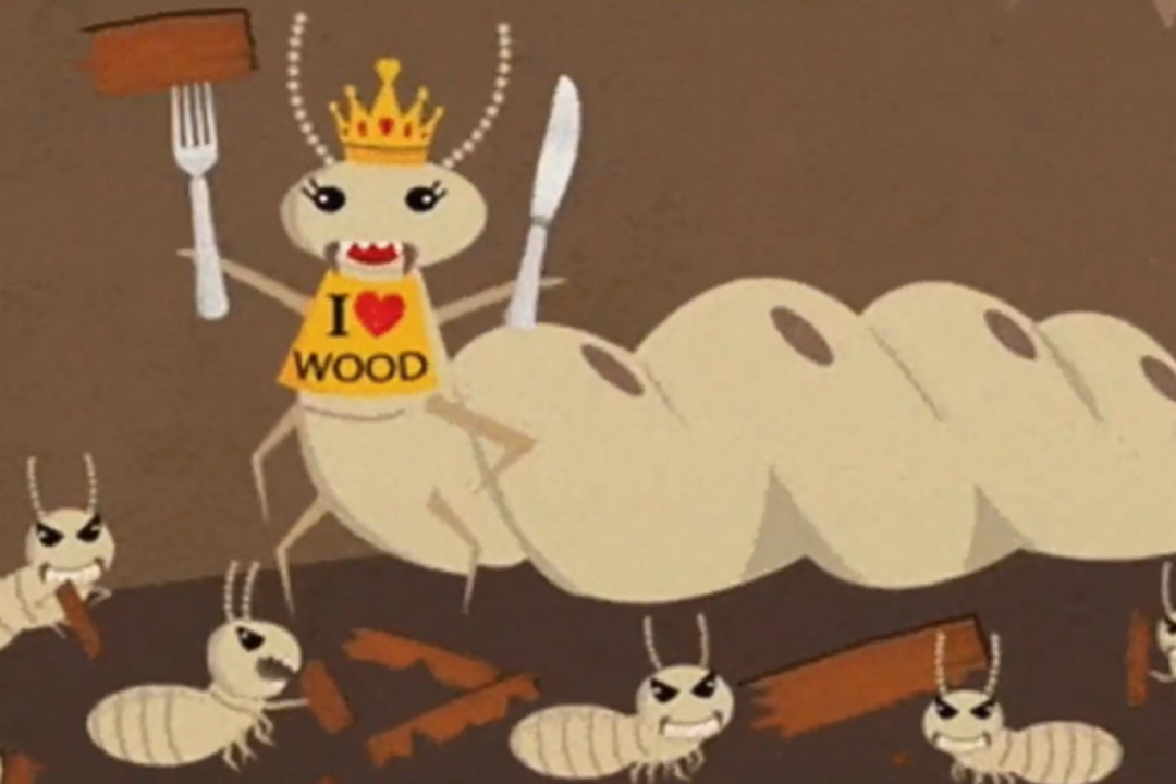 termites dance