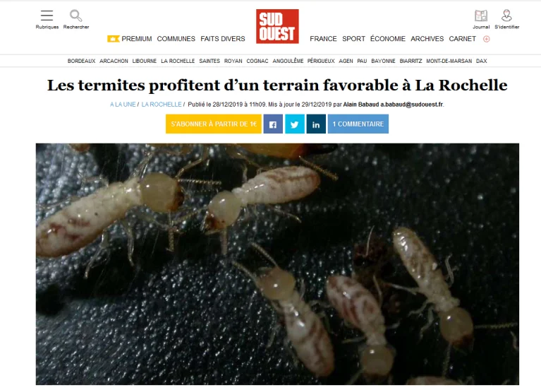 traitement termites la rochelle