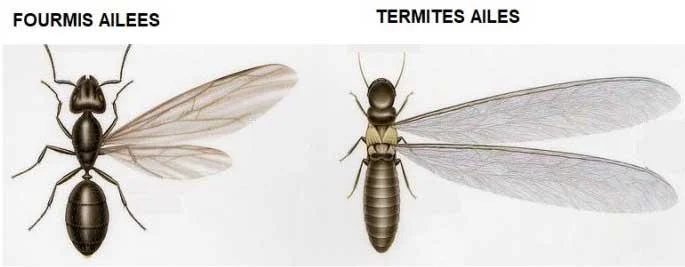 Différence entre les termites et les fourmis