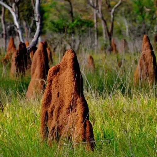 Des termitières construites par des termites en Australie.